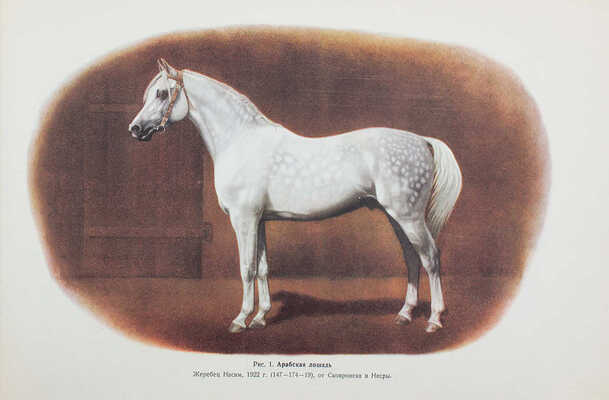 Афанасьев С.В., Ляхов В.Н. Альбом пород лошадей СССР. М.; Л.: Сельхозгиз, 1953.